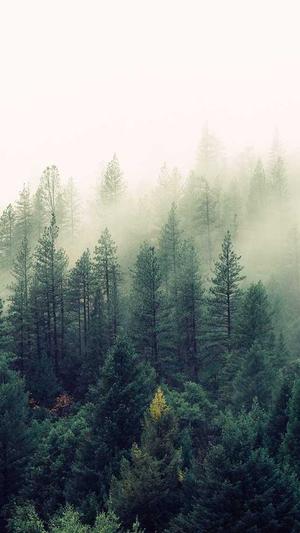 常用seo工具大全截图1