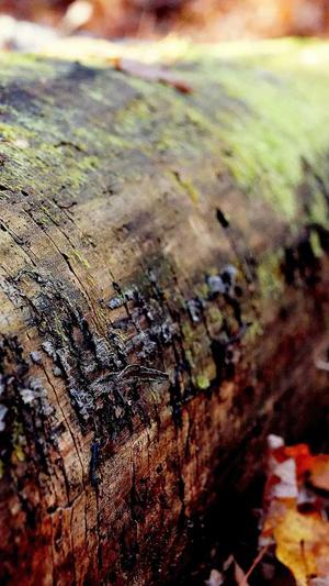 厦门网站建设哪家公司好截图1